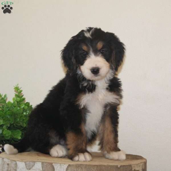 Evergreen, Bernedoodle Puppy